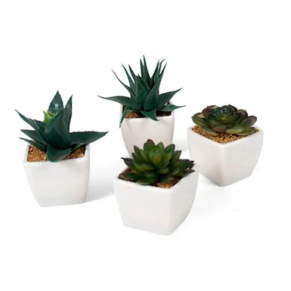 Alta Duración Maceta cactus 12 cm