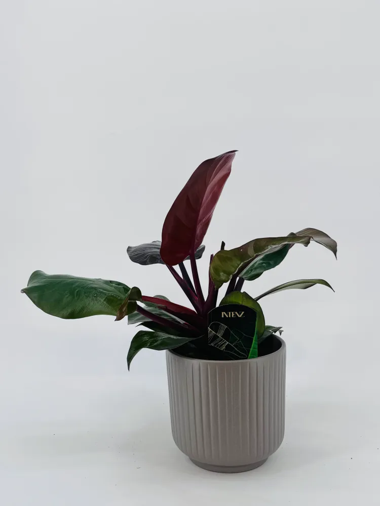 Pilas de Litio PHILODENDRON SUNLIGHT M12
