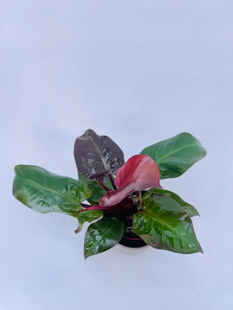 Pilas de Litio PHILODENDRON SUNLIGHT M12