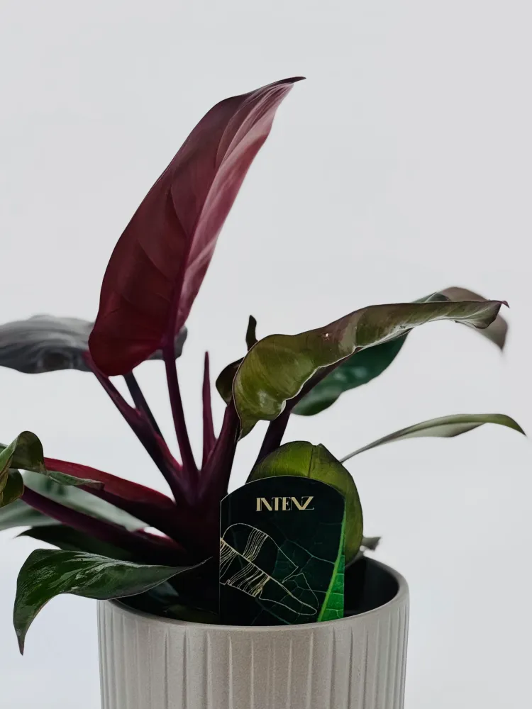 Pilas de Litio PHILODENDRON SUNLIGHT M12
