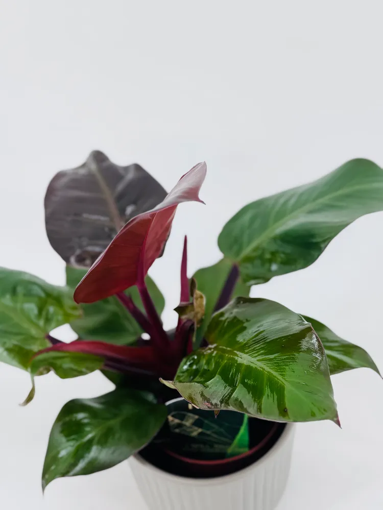 Pilas de Litio PHILODENDRON SUNLIGHT M12