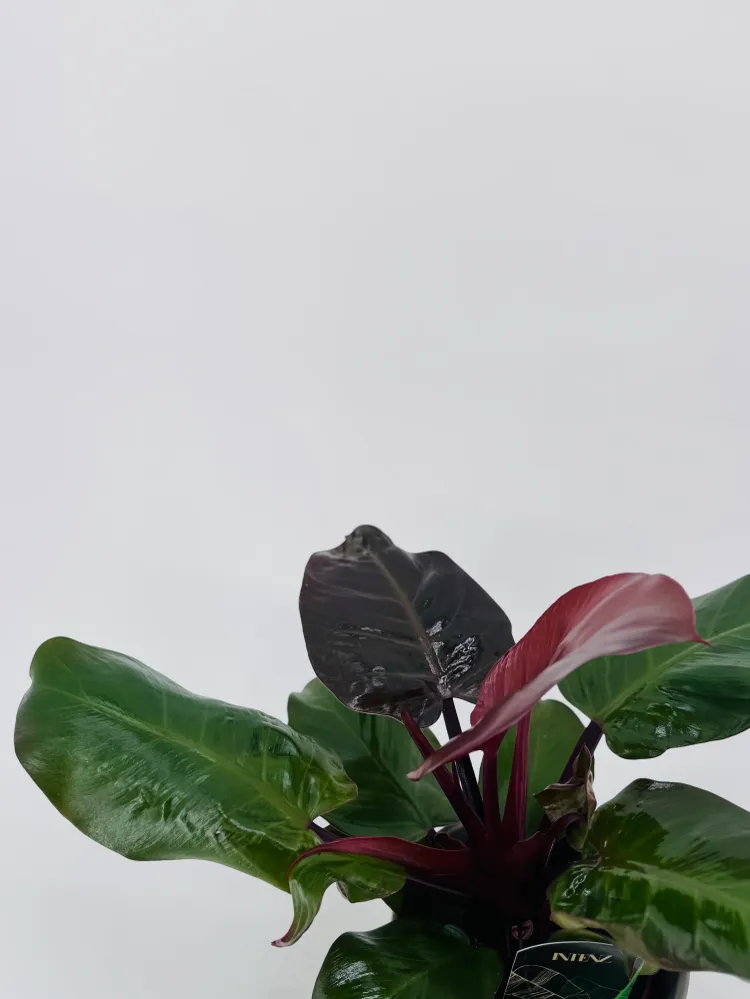 Pilas de Litio PHILODENDRON SUNLIGHT M12