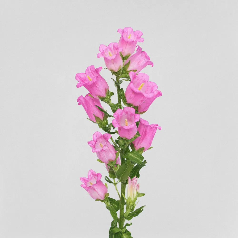 Campanas de Viento Grandes Campanula medium