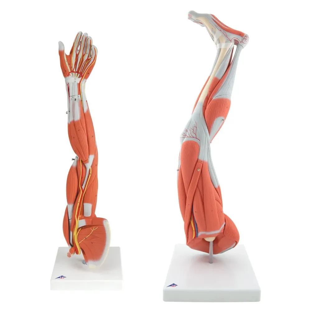Modelos Anatomicos de Miembros Musculosos 3B Scientific