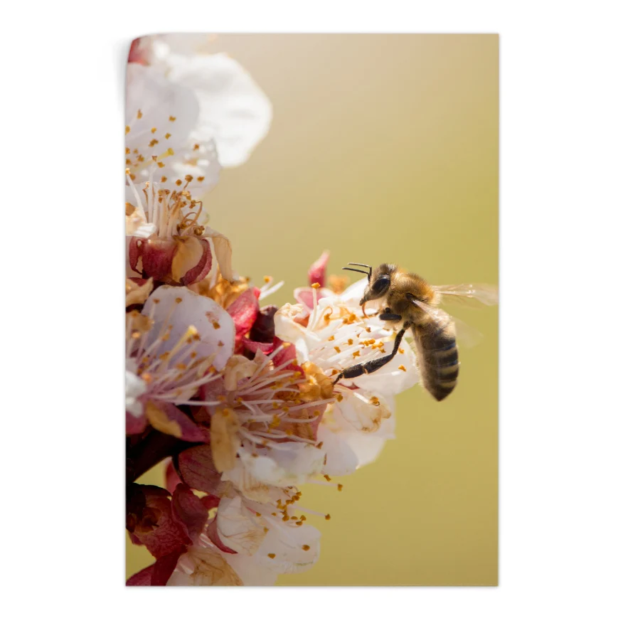 Abeja Poster
