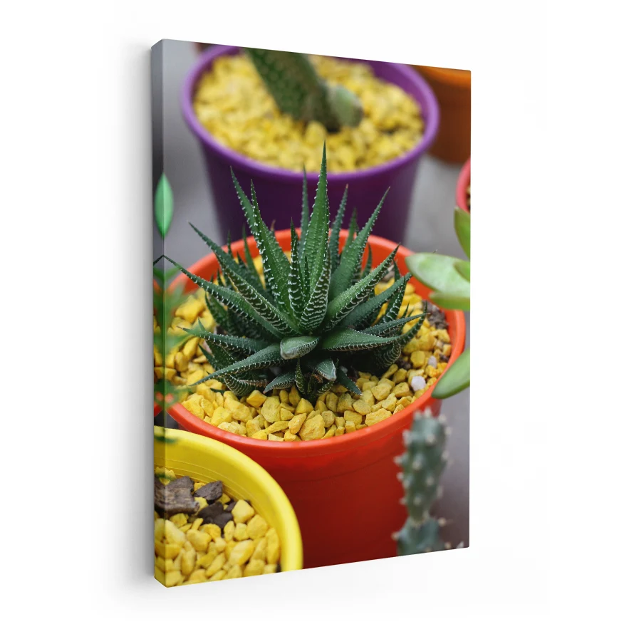 Aloe Enana Poster
