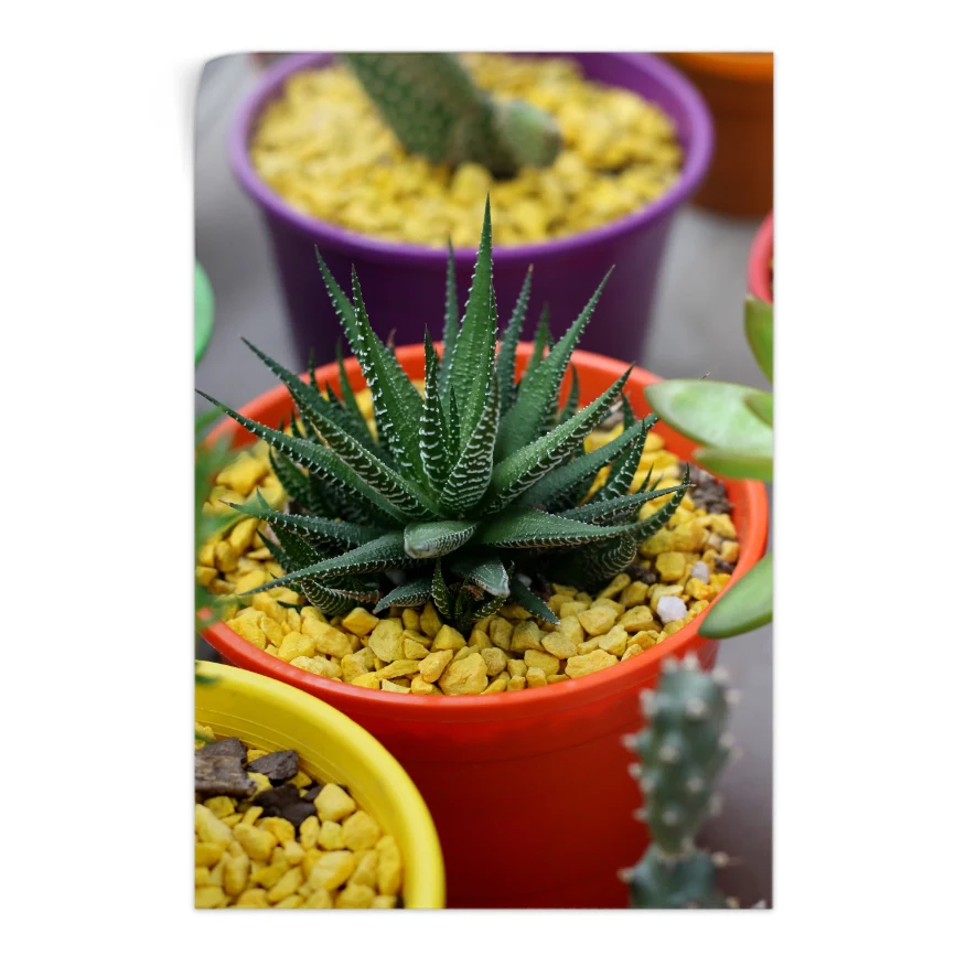 Aloe Enana Poster