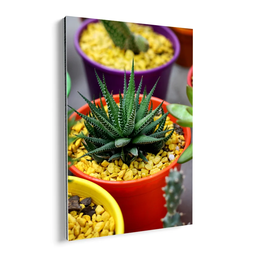 Aloe Enana Poster