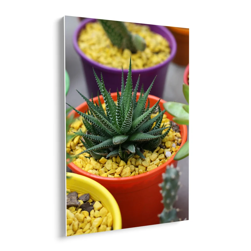Aloe Enana Poster