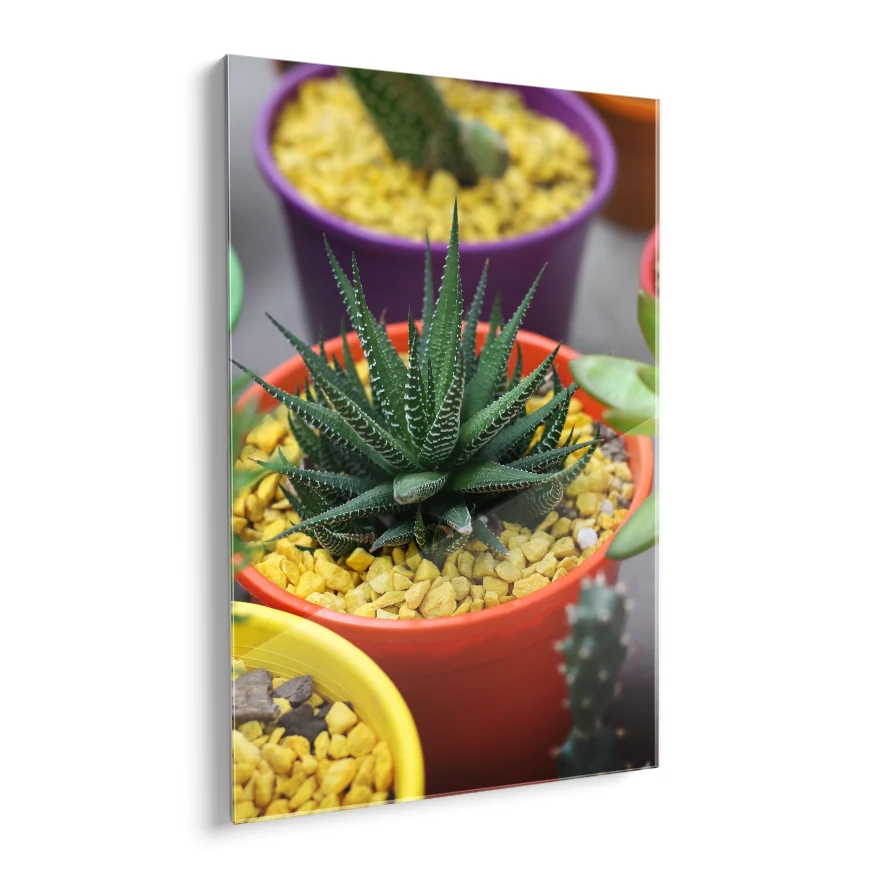 Aloe Enana Poster