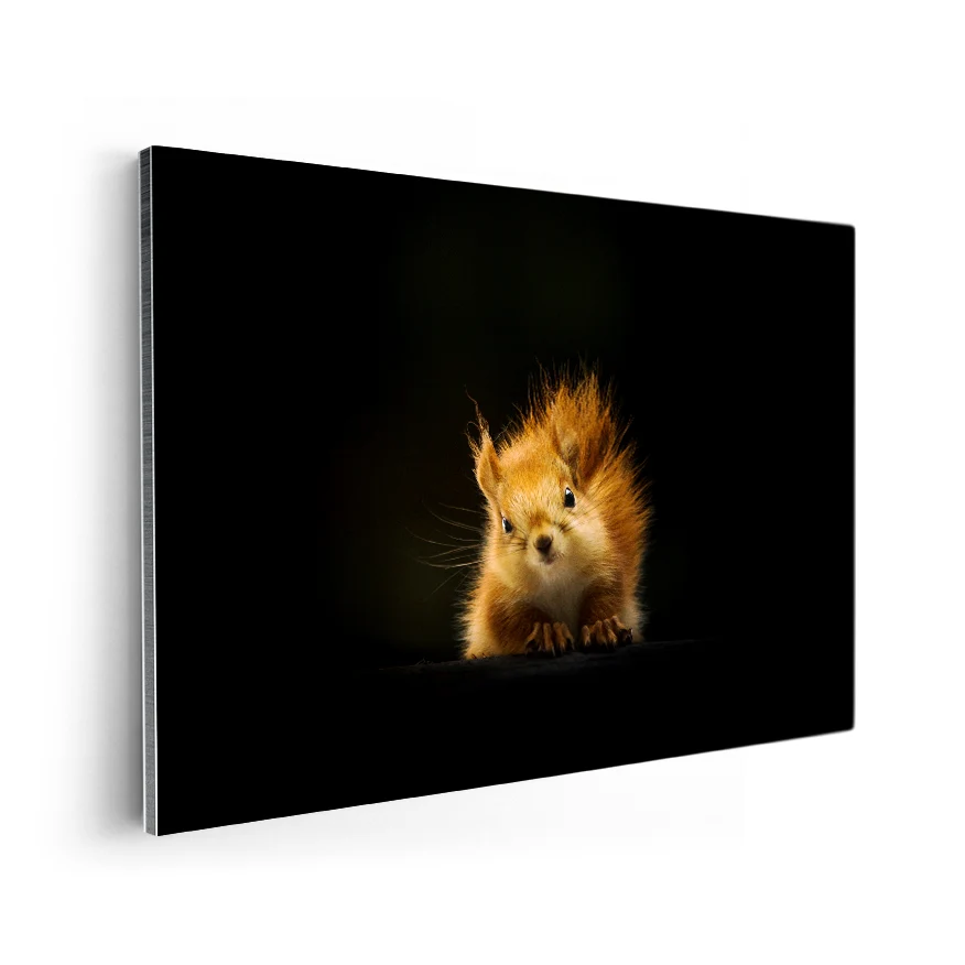 Ardilla Poster