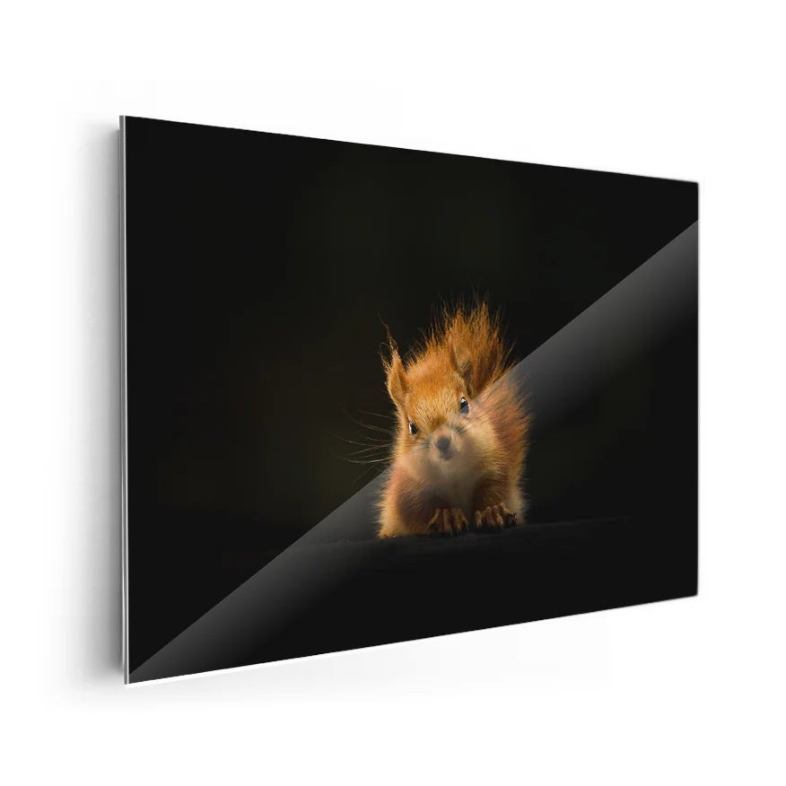 Ardilla Poster