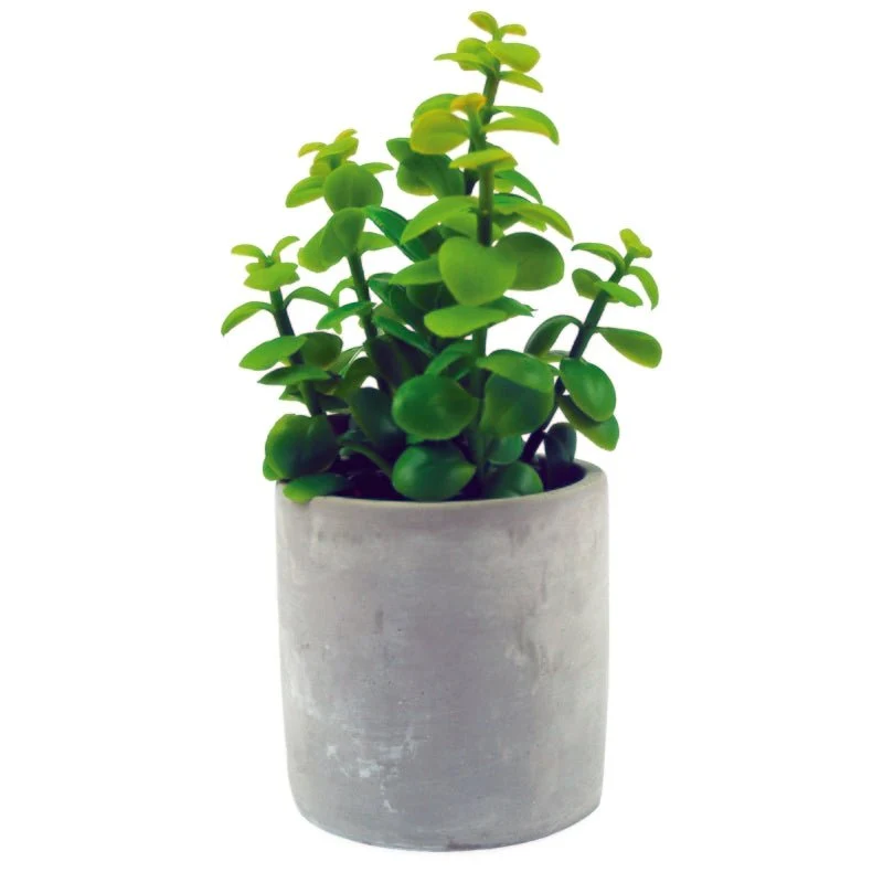 Aria Green Plants Cement Pot