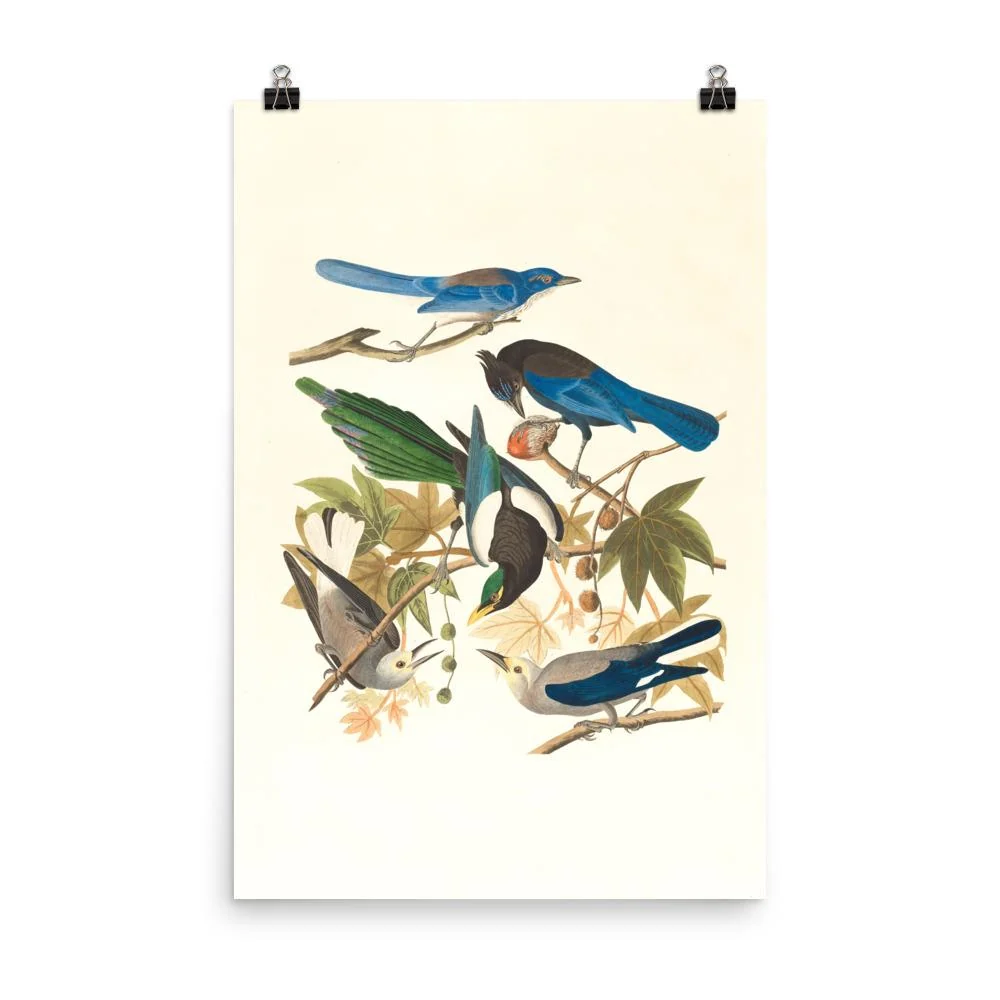 cinco pájaros en las ramas - cartel Boston Public Library