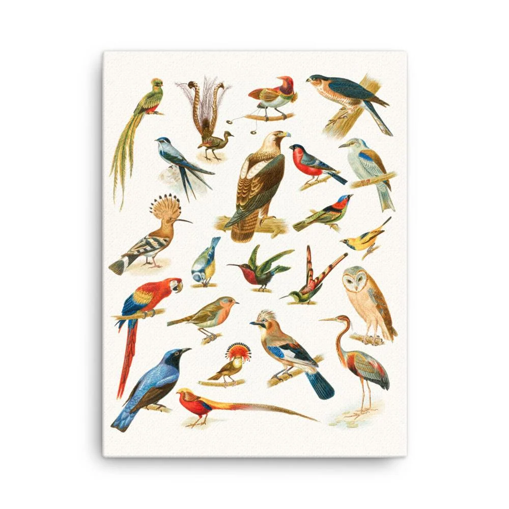 22 especies de aves - lienzo Boston Public Library