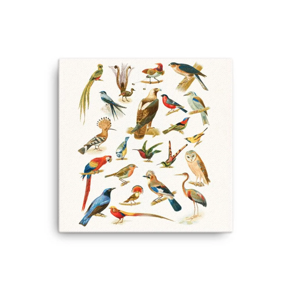 22 especies de aves - lienzo Boston Public Library