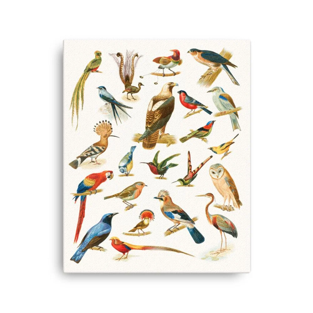 22 especies de aves - lienzo Boston Public Library