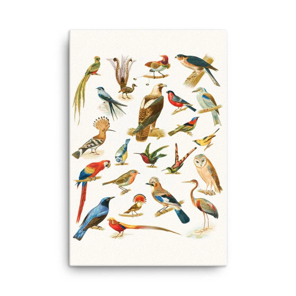 22 especies de aves - lienzo Boston Public Library