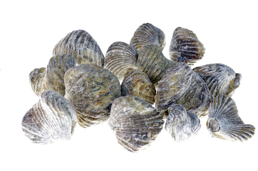 Braquiopoda