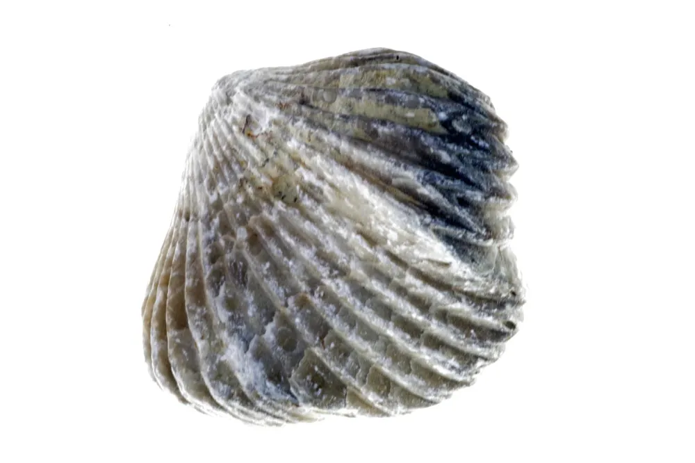 Braquiopoda
