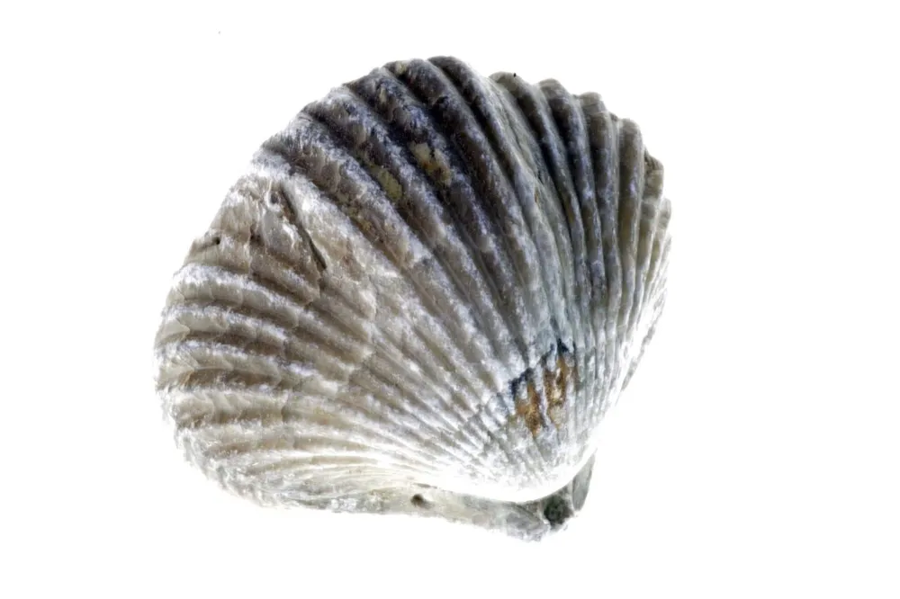Braquiopoda