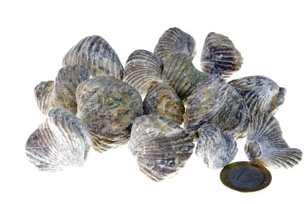 Braquiopoda