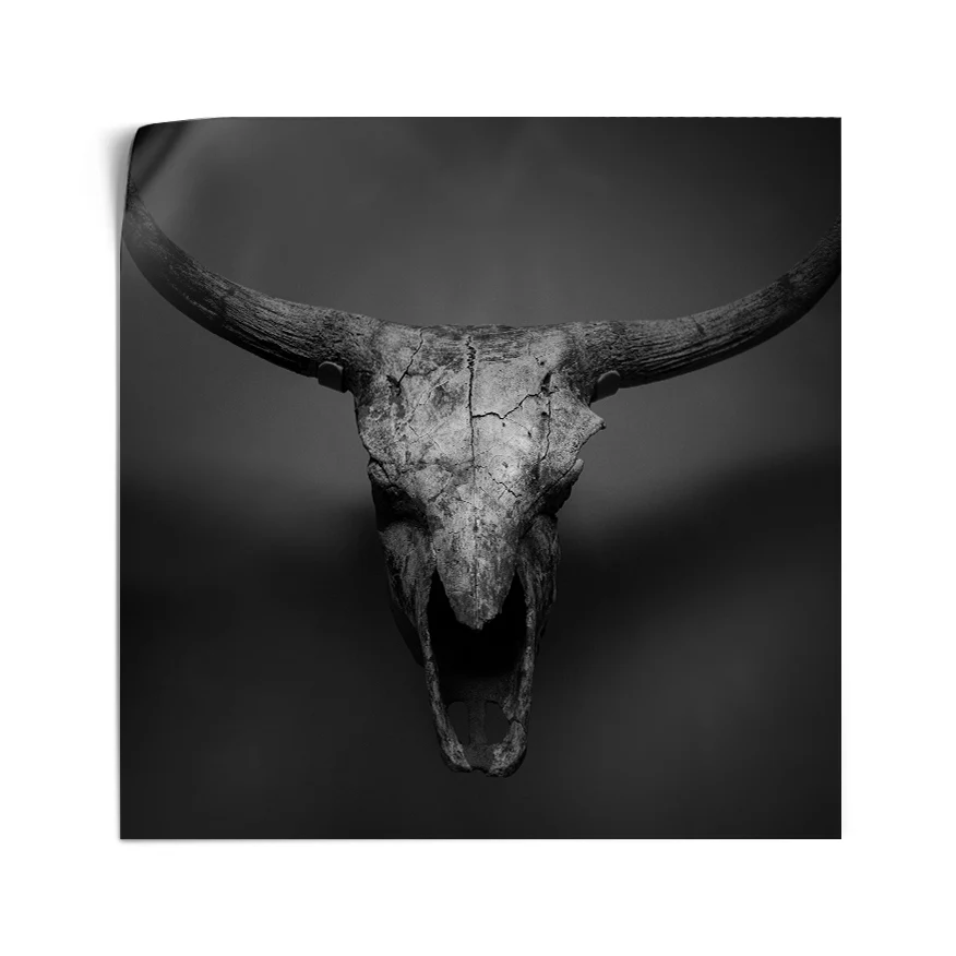 Bull skull Poster