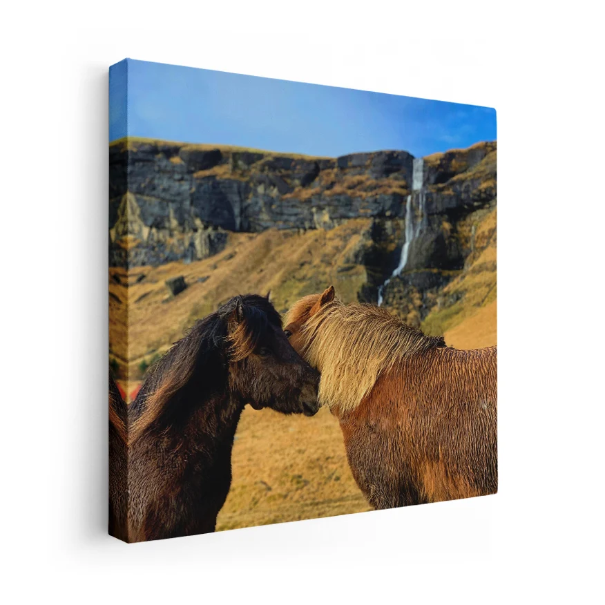 Caballo islandes Poster