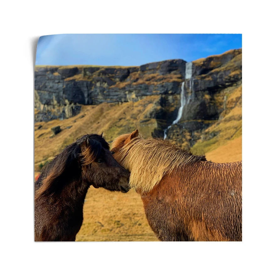 Caballo islandes Poster