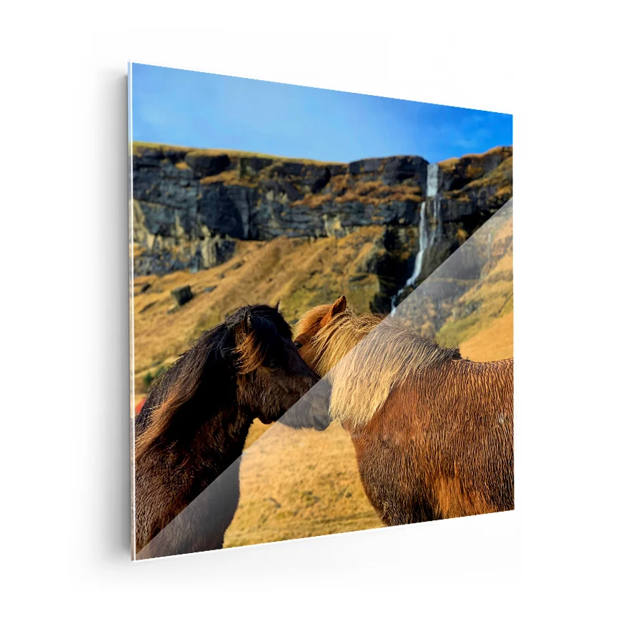 Caballo islandes Poster