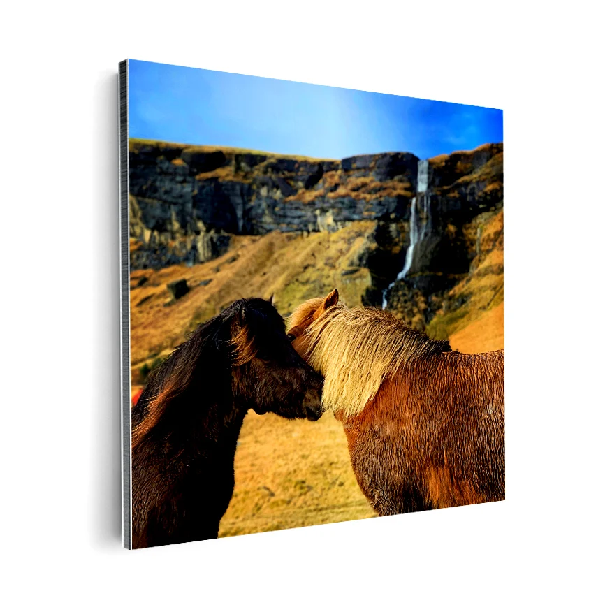 Caballo islandes Poster