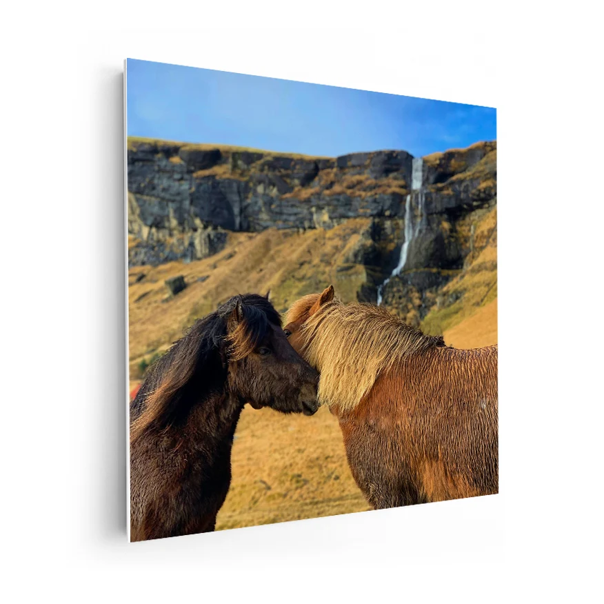 Caballo islandes Poster