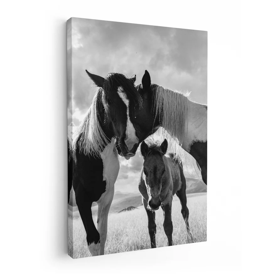 Caballos y Potrillo Poster