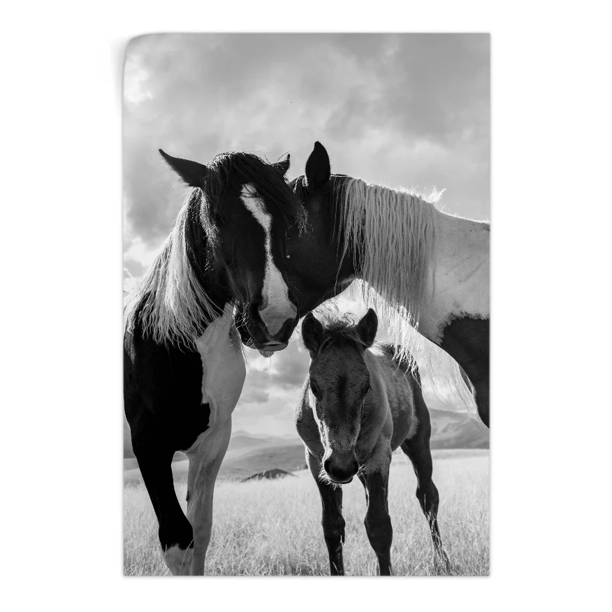 Caballos y Potrillo Poster