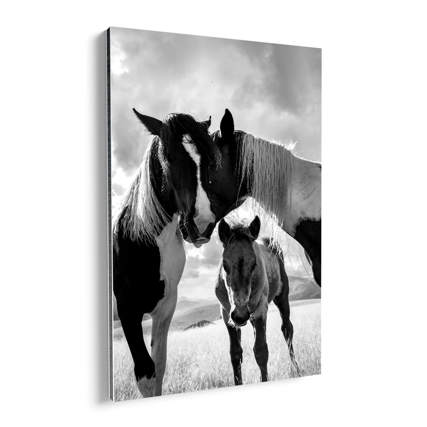 Caballos y Potrillo Poster