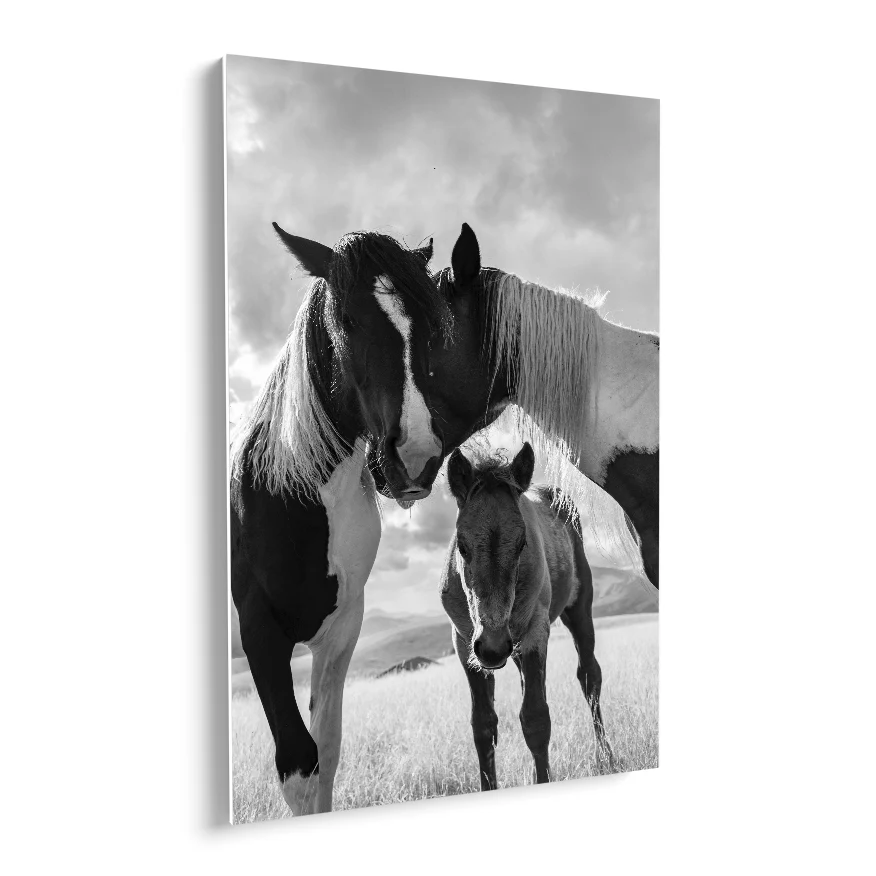 Caballos y Potrillo Poster