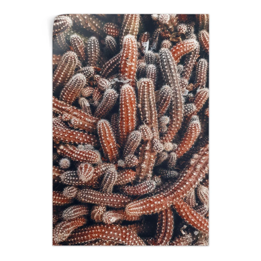 Cactáceas Poster