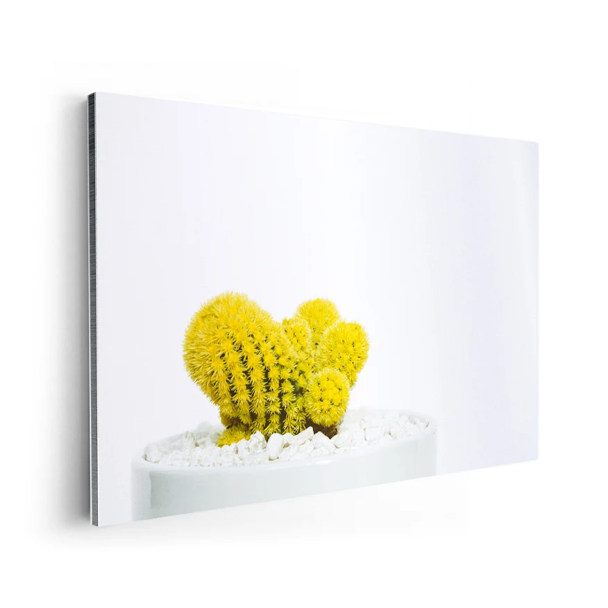 Cacto Espinas Amarillas Poster