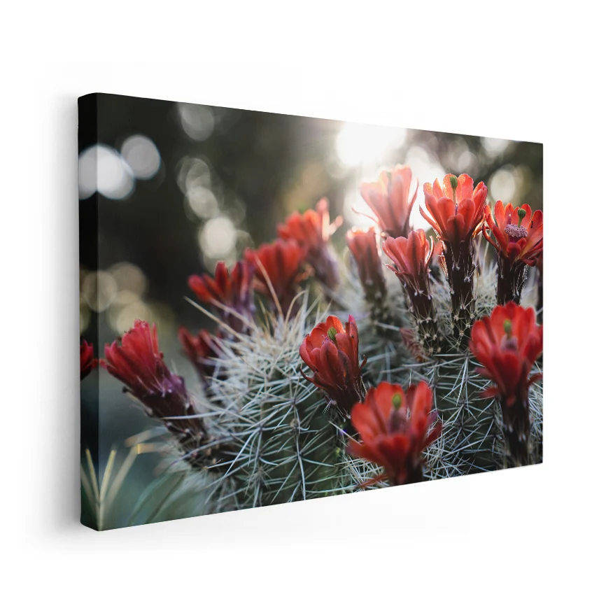 Cactos con Flores Poster