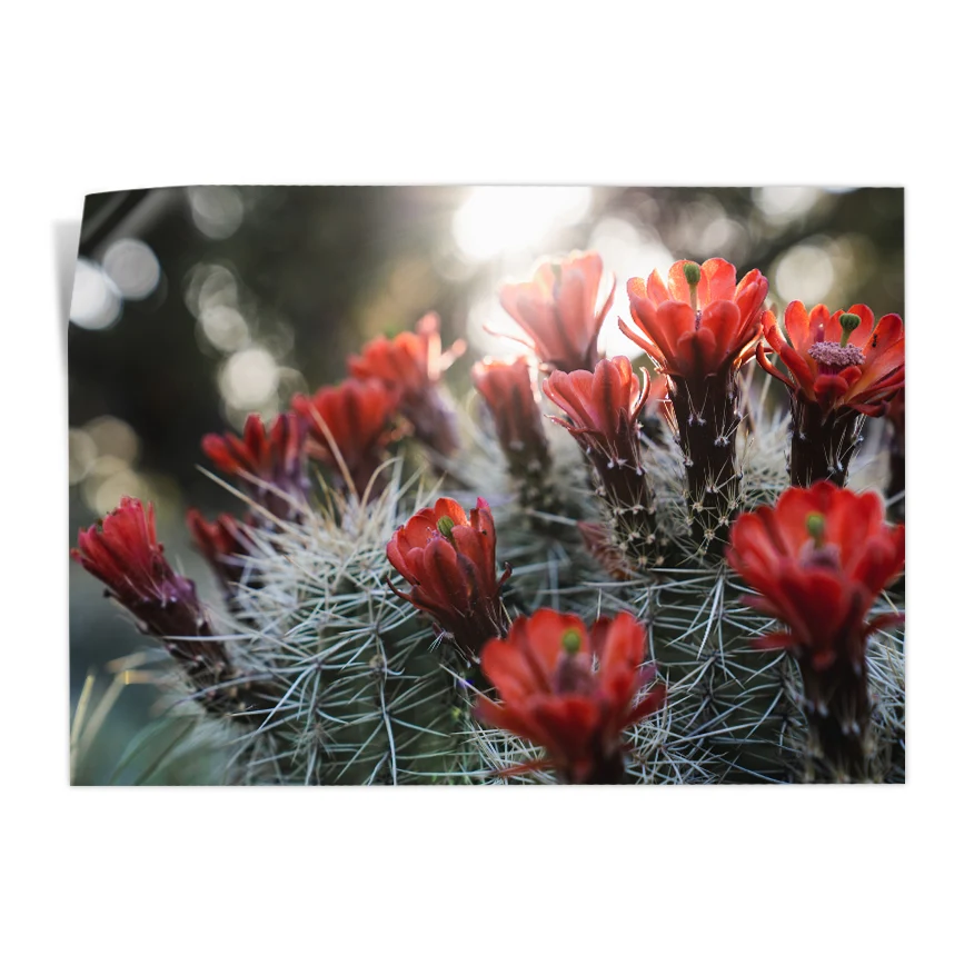 Cactos con Flores Poster