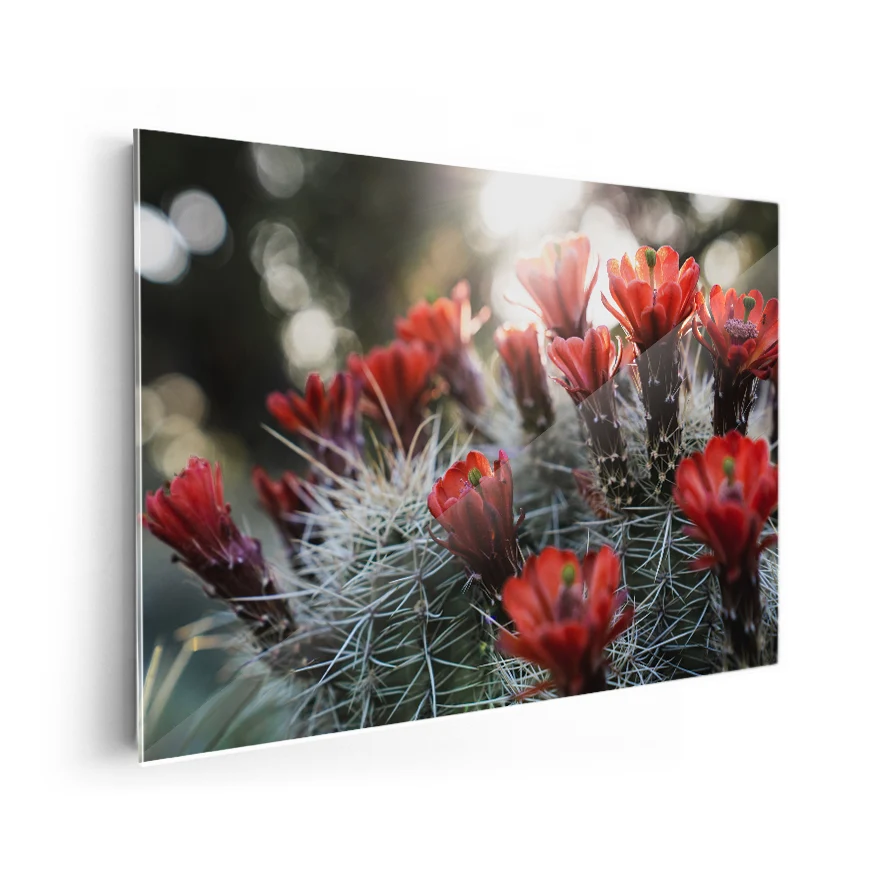Cactos con Flores Poster