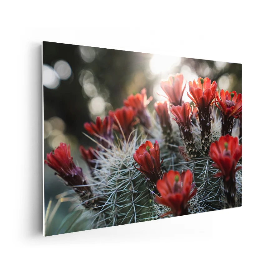 Cactos con Flores Poster