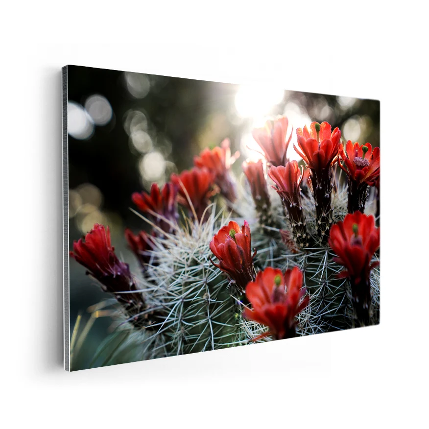 Cactos con Flores Poster