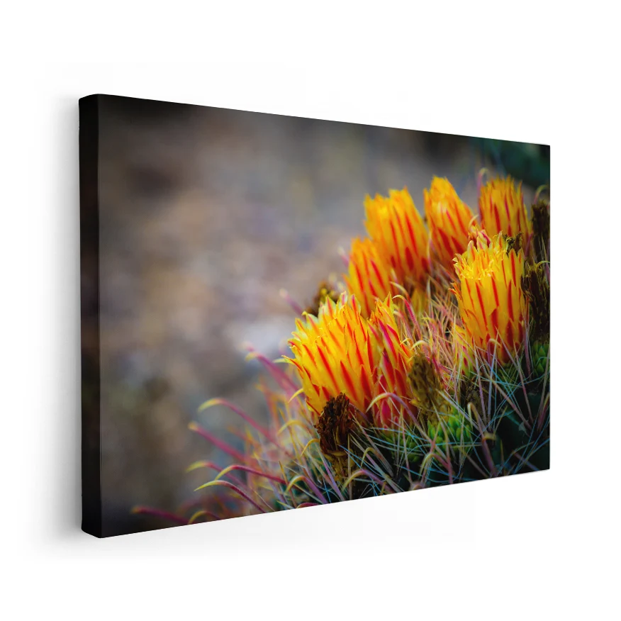 Cactus Con Flor Poster
