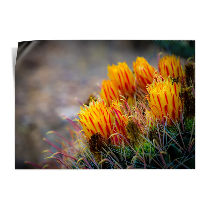 Cactus Con Flor Poster