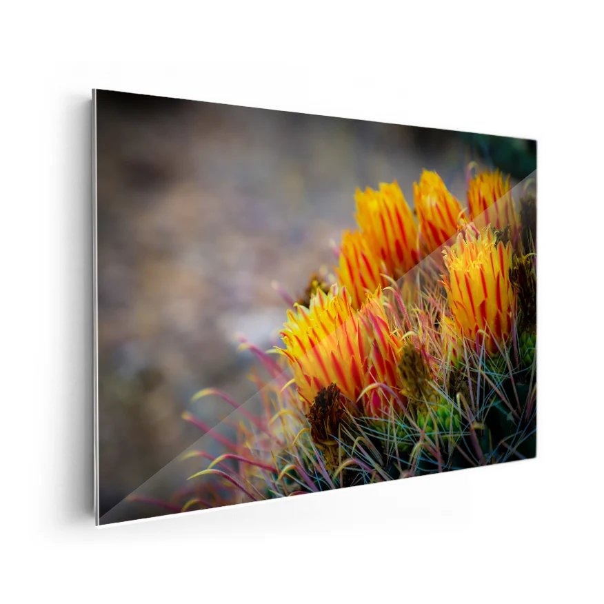 Cactus Con Flor Poster
