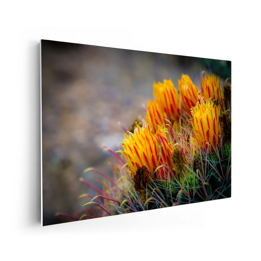 Cactus Con Flor Poster