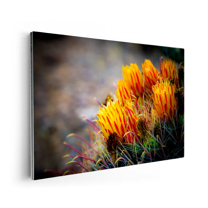 Cactus Con Flor Poster