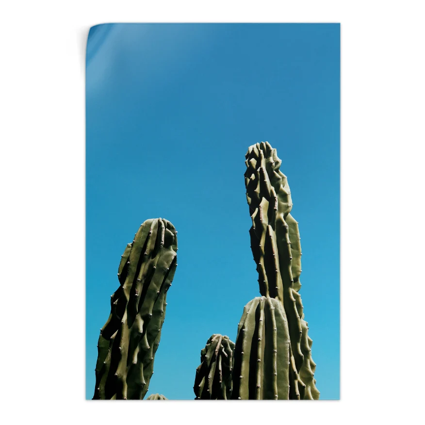 Cactus de Ordenador Poster