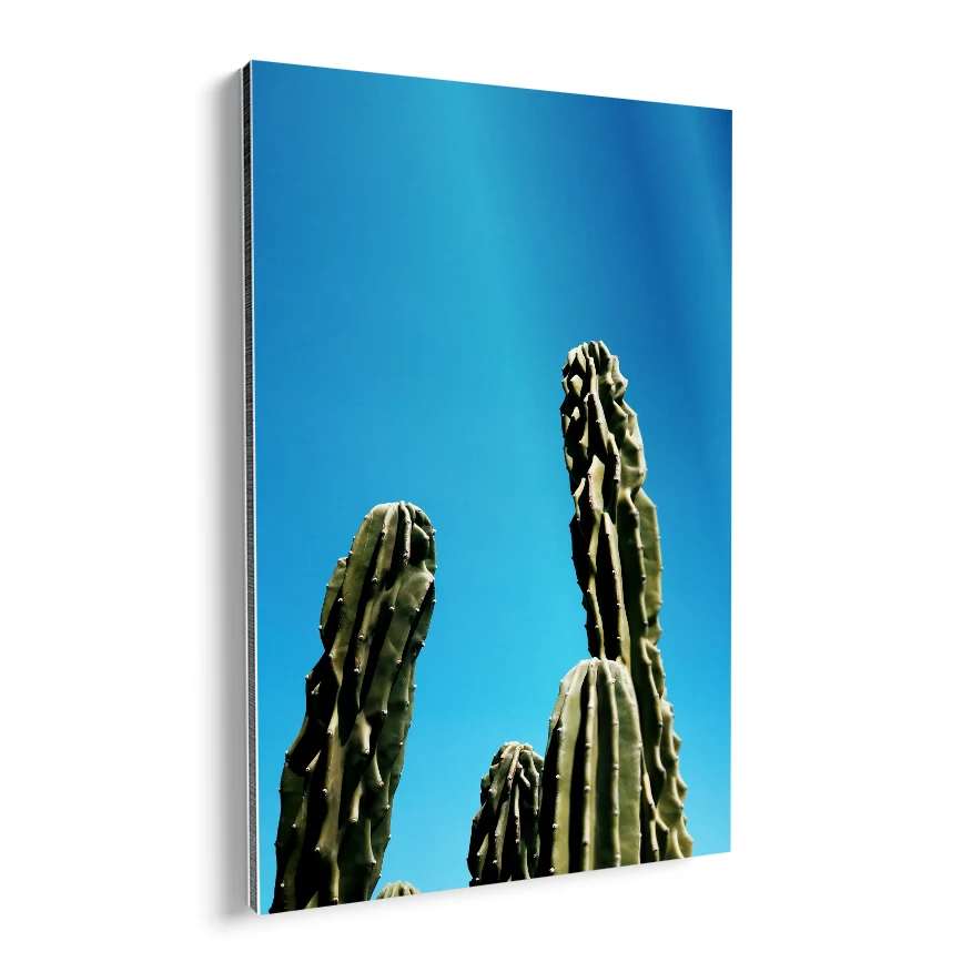 Cactus de Ordenador Poster